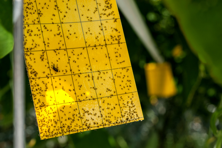 Žlutá lepová deska na mušky a hmyz
