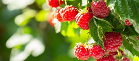 Pěstování malin: Získejte chutnou letní pochoutku