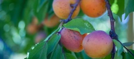 Tipy od zahrádkářů: Nejlepší odrůdy meruněk