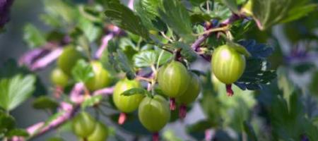 Pichlavé ovoce, které se rozplývá na jazyku: Jak pěstovat angrešt?