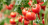 9 tipů od profi zahrádkářů pro vylepšení pěstování rajčat