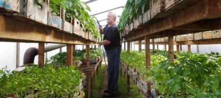 Pěstování rajčat a paprik: známý pěstitel zeleniny radí, jak na to