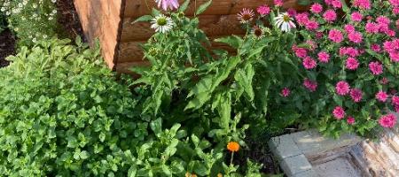Rostou vám na zahradě bylinky? Objevte je dříve než mšice