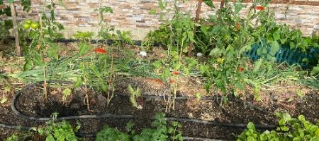 Čo vysadiť na uvoľnené miesto v záhrade po zbere prvej úrody?