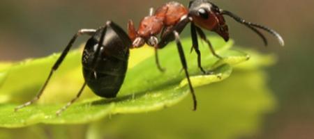 Zbavte se přemnožených mravenců v zahradě jednou provždy!
